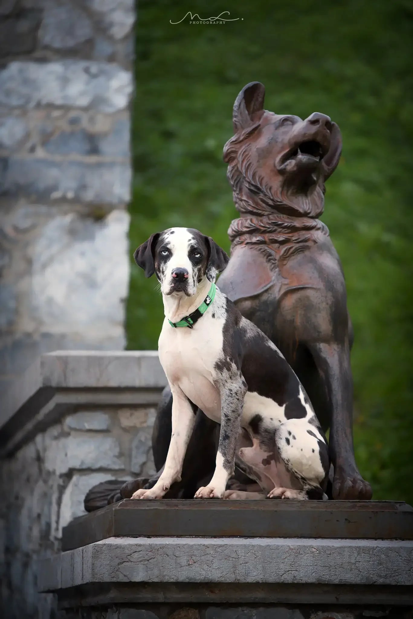 Pet Dog Collar - Heavy Duty Adjustable